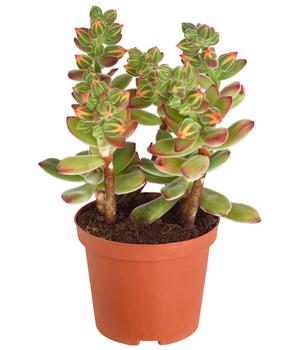 Echeverie - Echeveria pulvinata 'Pulvinata'