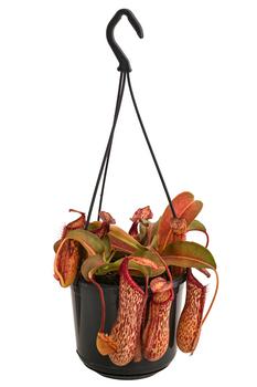 Kannenpflanze - Nepenthes 'Miranda'