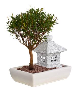 Bonsai mit Buddha/Pagode, verschiedene Sorten