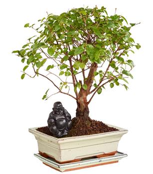 Bonsai mit Buddha, verschiedene Sorten