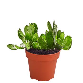 Feigenkaktus - Opuntia indica