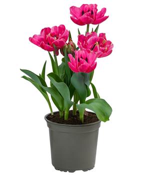 Tulpe 'Sunset Tropical'