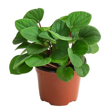 3 x Peperomie - Peperomia albovittatta 'Rana Verde' von Dehner, Grün - Mindestbestellmenge: 3 Stk.