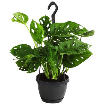 Fensterblatt - Monstera adansonii von Dehner, Grün
