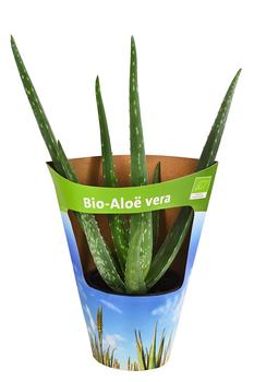 ikea alocasia amazonica Alocasia Amazonica main image 1