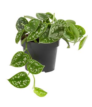 Gefleckte Efeutute - Scindapsus pictus