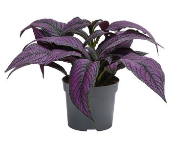 Persische Schildpflanze - Strobilanthes dyeriana 'Persian Shield'