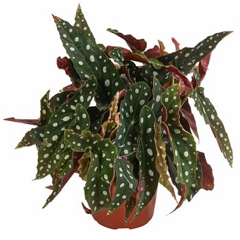 Polka-Dot Begonie - Begonia maculata von Dehner, Dunkelrot, Grün