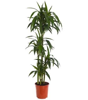 Drachenbaum - Dracaena fragrans 'Lisa'