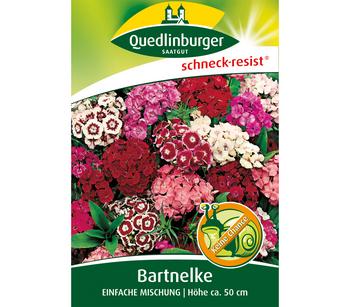 Quedlinburger Samen Bartnelke 'Einfache Mischung'