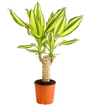Drachenbaum - Dracaena fragrans 'Yellow Coast'