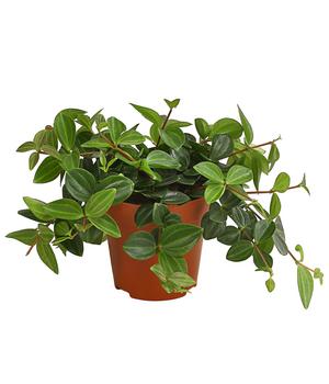 Peperomie - Peperomia angulata 'Rocca Verde'