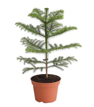 Zimmertanne - Araucaria heterophylla von Dehner, Grün