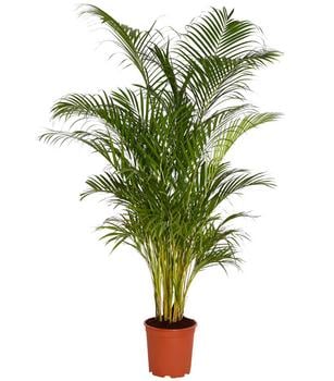 Goldfruchtpalme - Dypsis lutescens von Dehner, Grün