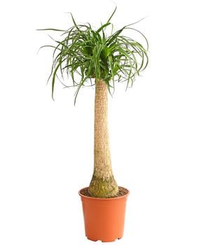 Elefantenfuß - Beaucarnea recurvata von Dehner, Grün