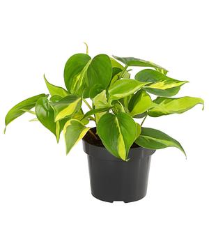 3 x Baumfreund - Philodendron scandens 'Brasil' von Dehner, Grün, Gelb - Mindestbestellmenge: 3 Stk.
