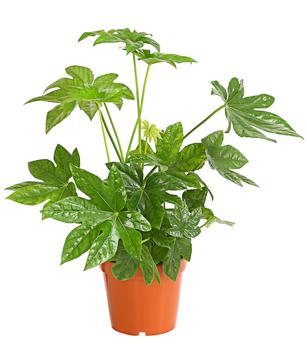 Zimmeraralie - Fatsia japonica von Dehner, Grün