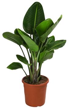 Weiße Strelitzie - Strelitzia alba von Dehner, Dunkelgrün