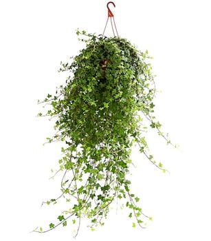Efeu - Hedera helix 'Mein Herz', Ampel von Dehner, Grün