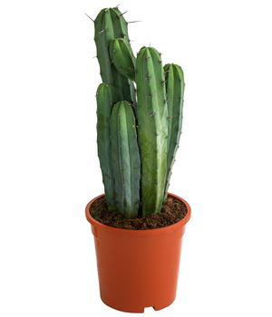 Heidelbeerkaktus - Myrtillocactus geometrizans