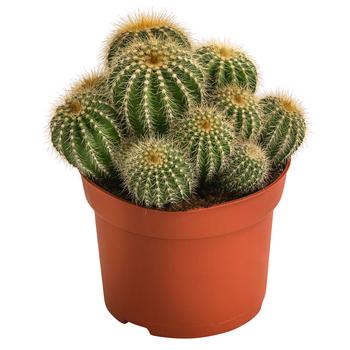 Kugelkaktus - Eriocactus warasii