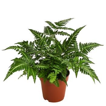 Lederblattfarn - Rumohra adiantiformis