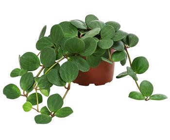 3 x Peperomie - Peperomia pecunifolia von Dehner, Grün - Mindestbestellmenge: 3 Stk.