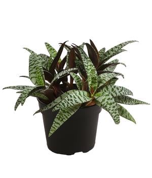 Bio Silberstern - Ledebouria socialis