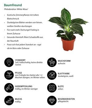 calathea makoyana giftig Calathea Makoyana | Exotic and Elegant main image 1