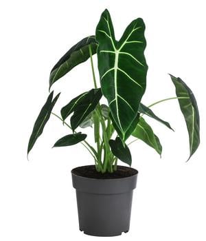 Pfeilblatt - Alocasia micholitziana 'Frydek'