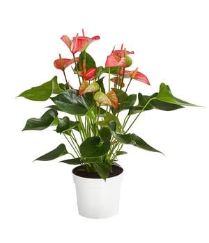 Flamingoblume - Anthurium andreanum 'Livium'