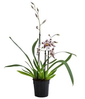 Odontonia-Orchidee - Odontonia hybriden 'Carla'