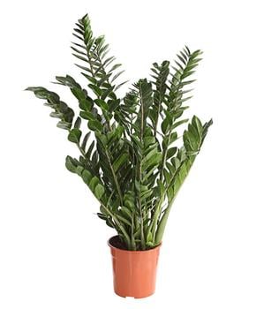 Glücksfeder - Zamioculcas zamiifolia von Dehner, Grün