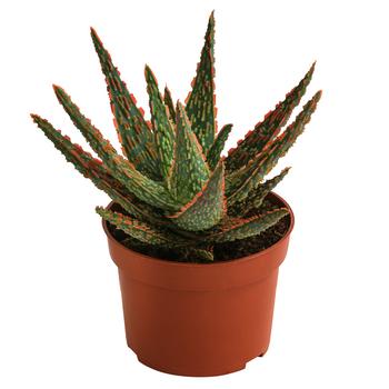 Aloe - Aloe zebrina 'Dannyz'