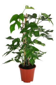 Fensterblatt - Monstera minima/Rhaphidophora tetrasperma von Dehner, Grün