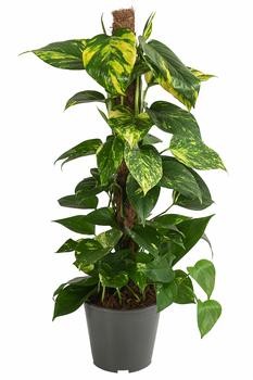 Efeutute - Epipremnum aureum am Moosstab