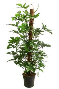 Baumfreund - Philodendron pedatum