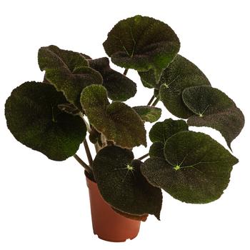 Blattbegonie - Begonia masoniana 'River' von Dehner, Dunkelgrün, Lila