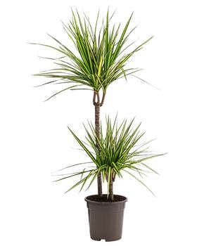 Drachenbaum - Dracaena marginata 'Sunray'