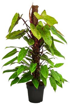 Baumfreund - Philodendron 'Painted Lady' von Dehner, Hellgrün, Gelb, Grün