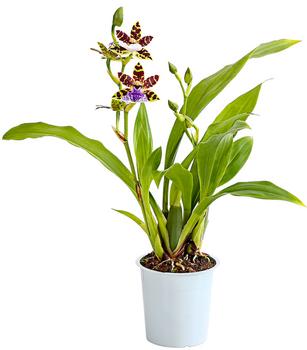 Zygopetalum - Zygopetalum cultivars