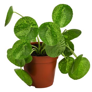 Glückstaler - Pilea peperomioides 'Mojito'
