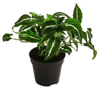 Purpurtute - Syngonium 'Wendlandii'