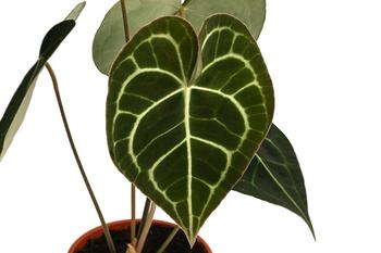 ist bogenhanf eine sukkulente Sansevieria Laurentii (Bogenhanf) – Foliage Dreams main image 0