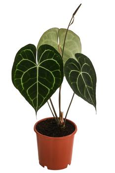Herzblattblume - Anthurium clarinervium