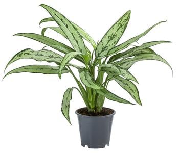 Kolbenfaden - Aglaonema cultivars 'Cutlass'