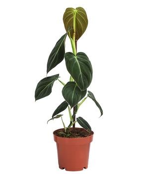Schwarzgoldener Baumfreund - Philodendron melanochrysum am Kratistestab von Dehner, Grün, Gold, Schwarz