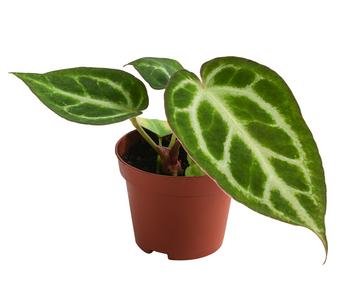 Herzblattblume - Anthurium crystallinum 'Silver Blush'