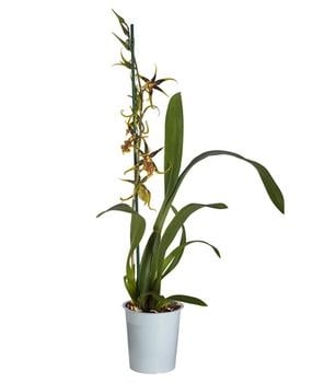 Spinnenorchidee - Brassia 'Mystic'