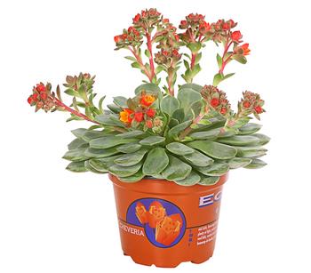 Sandglöckchen - Echeveria cultivars 'Dondo'